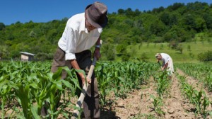 wpid-trattore-agricoltura-campagna-contadino-natura-535x300.jpg