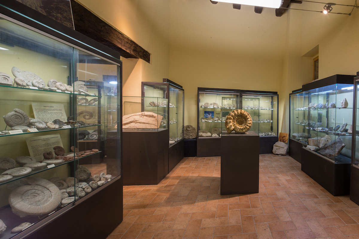 fossili3 Museo di storia naturale di Gagliole. Educare scoprendo