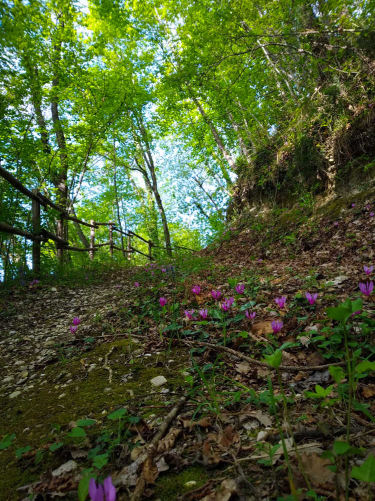 Rilassamento nel bosco